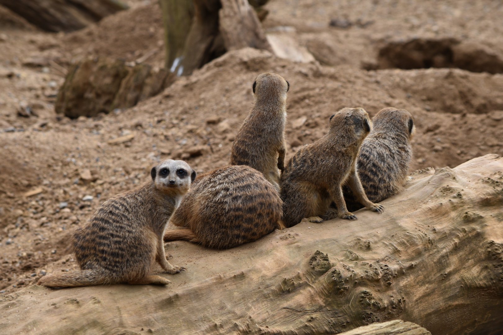 Meerkats