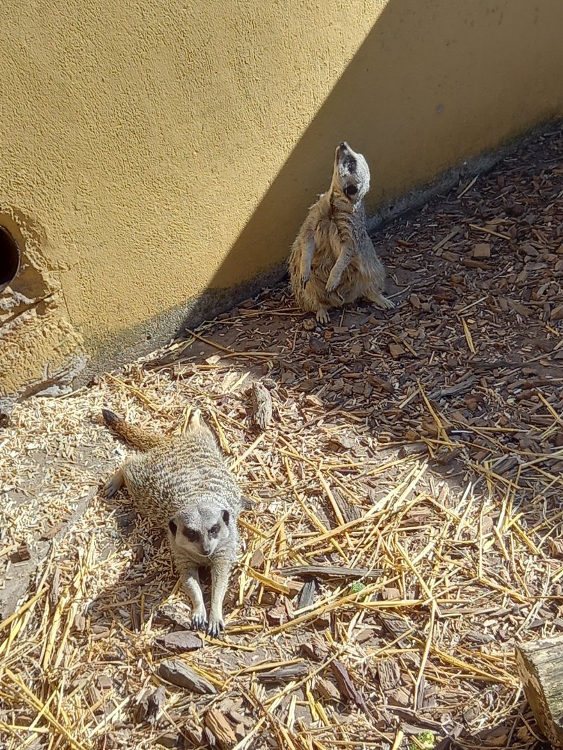 Meerkats