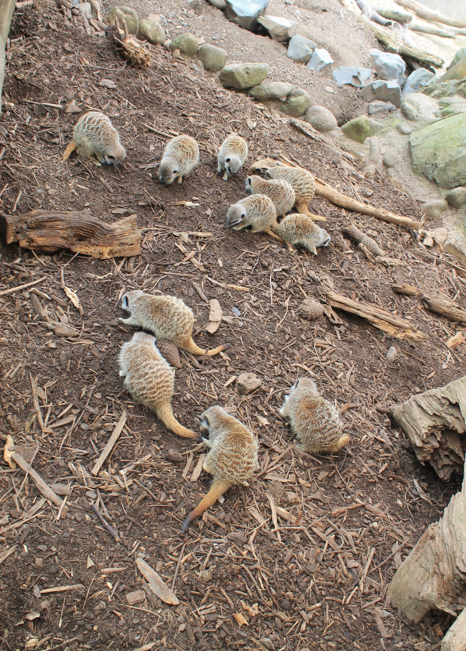 Meerkats