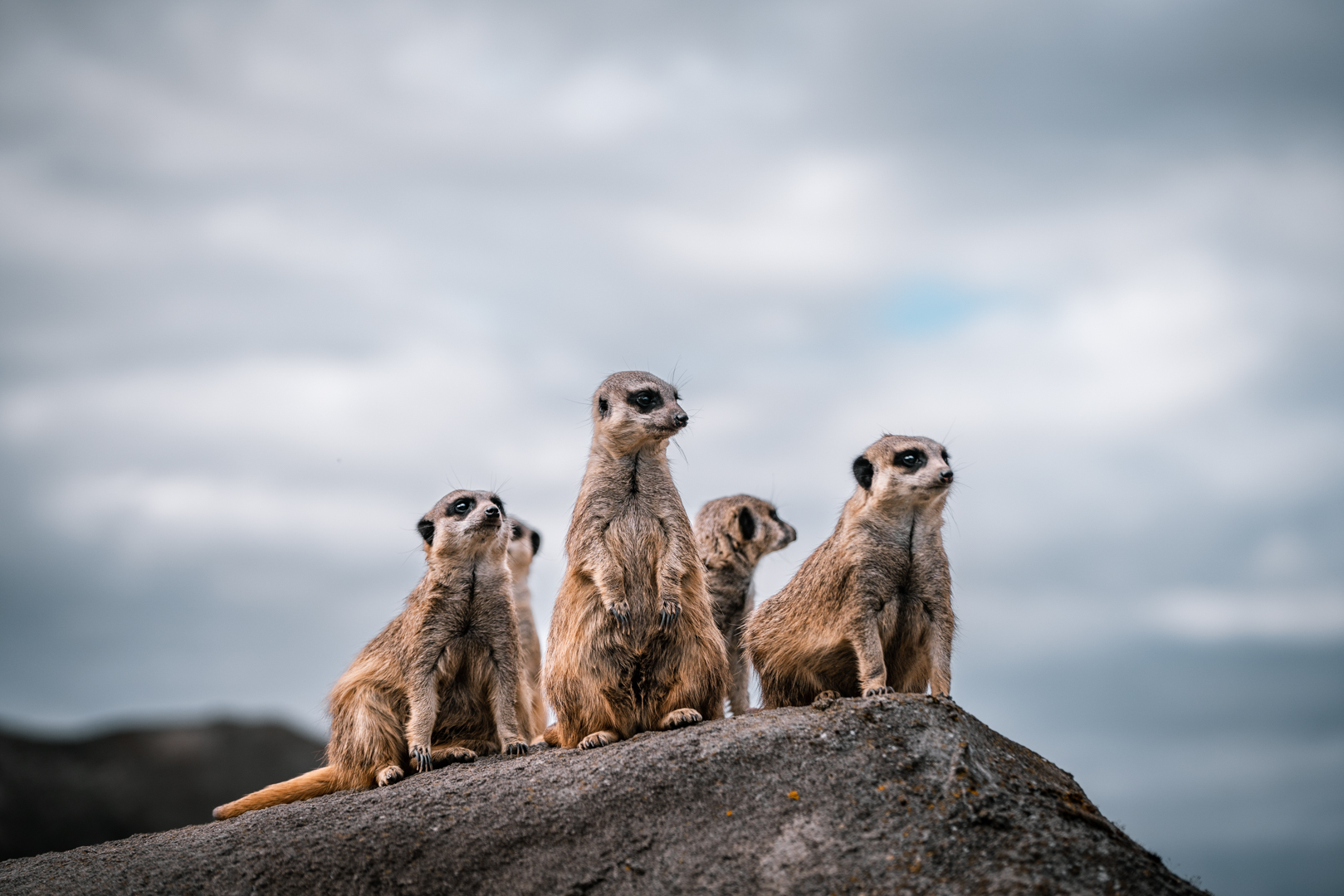 Meerkats