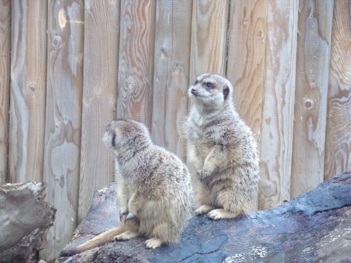 Meerkats