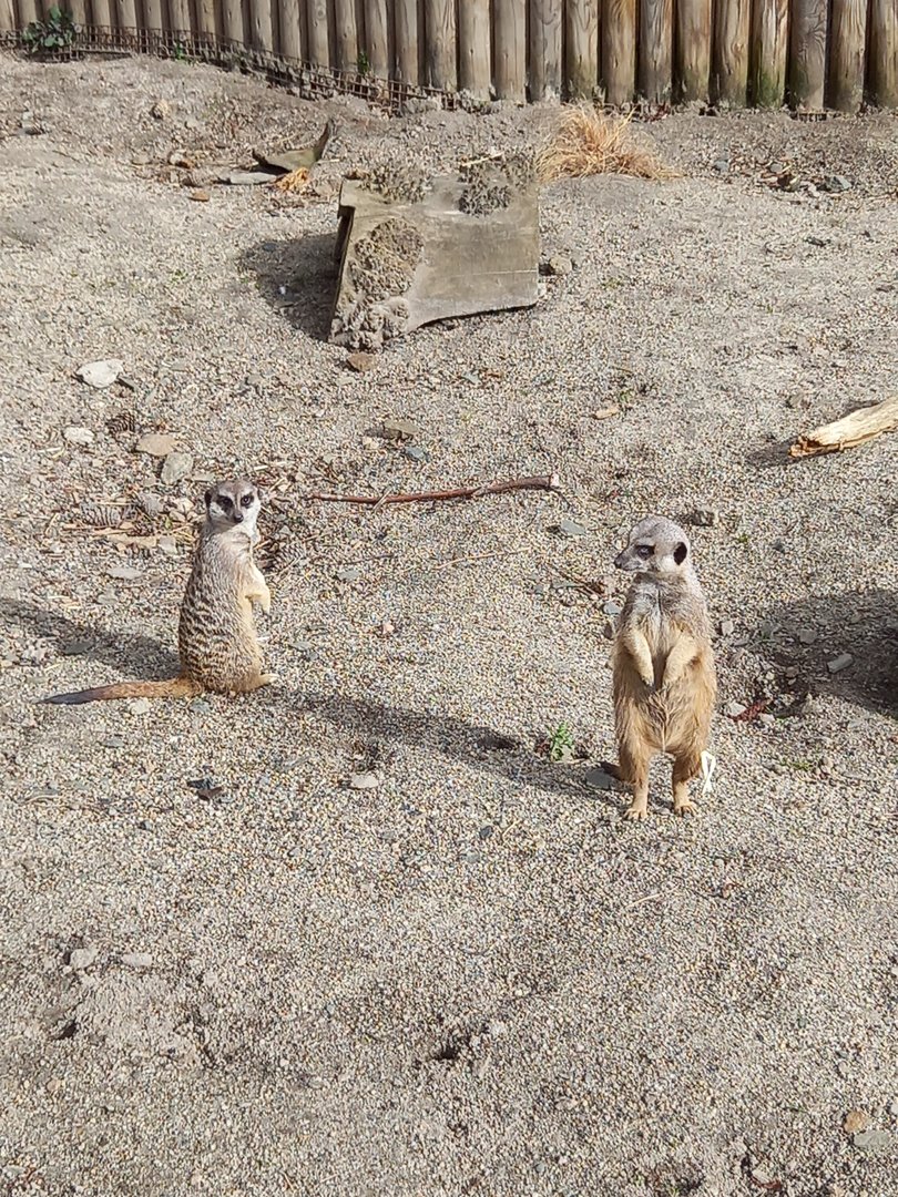 Meerkats