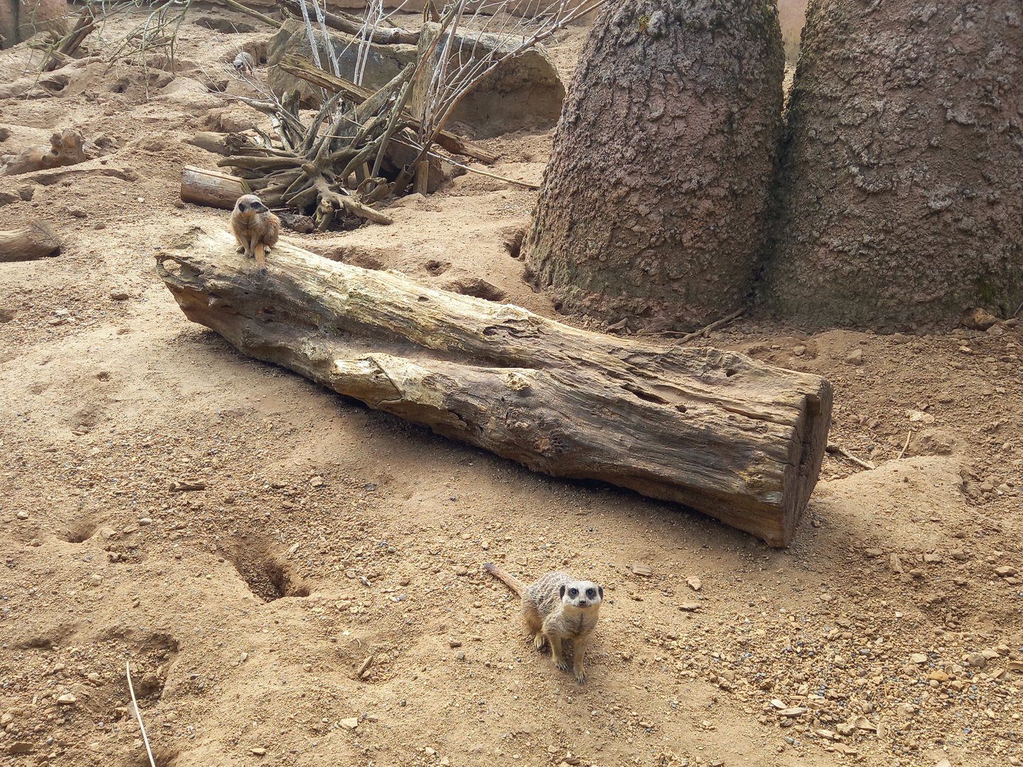 Meerkats