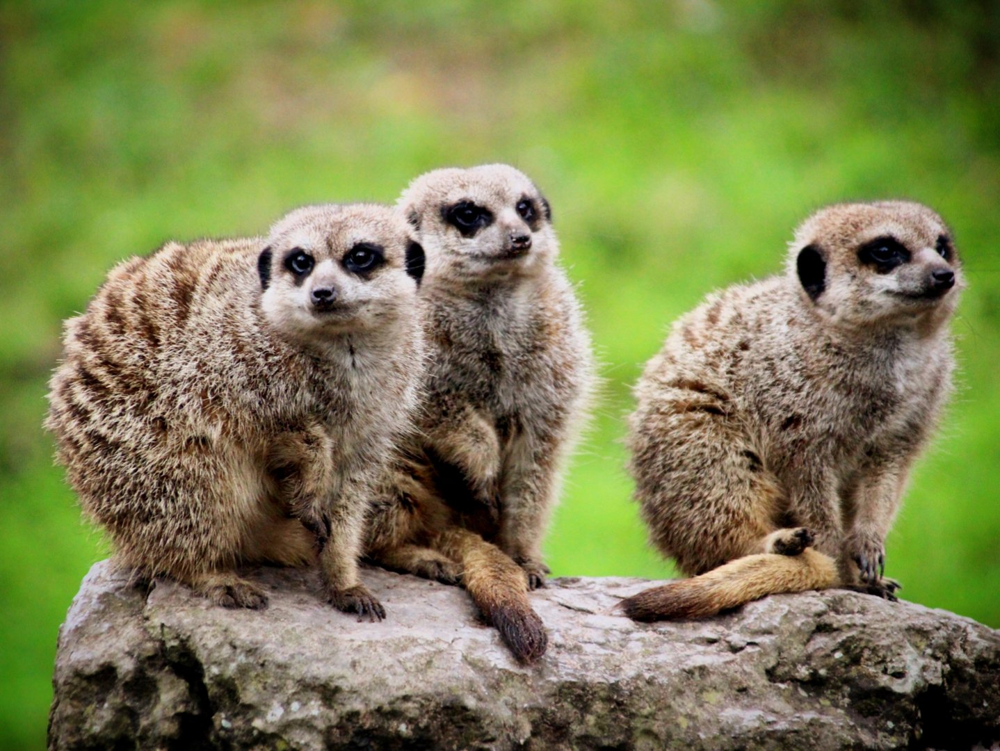 Meerkats