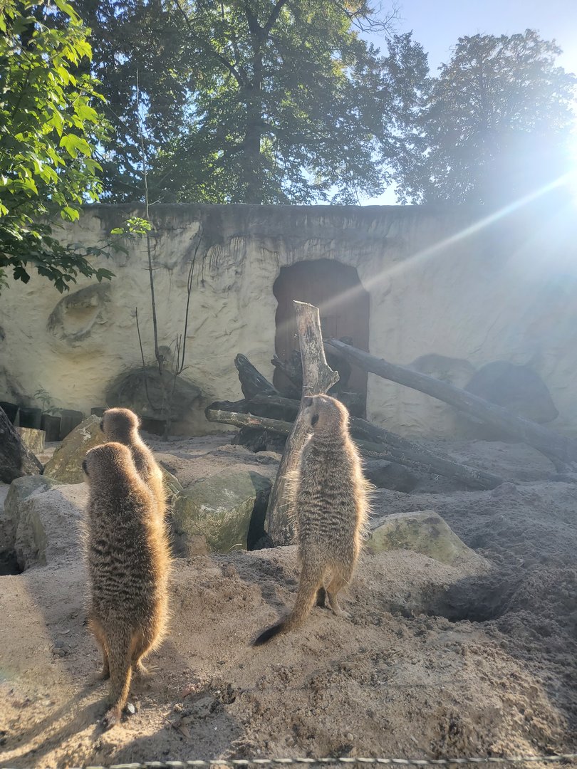 Meerkats