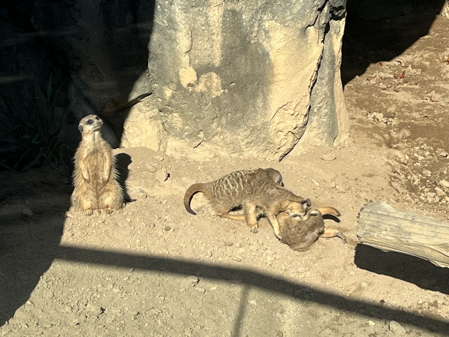 Meerkats