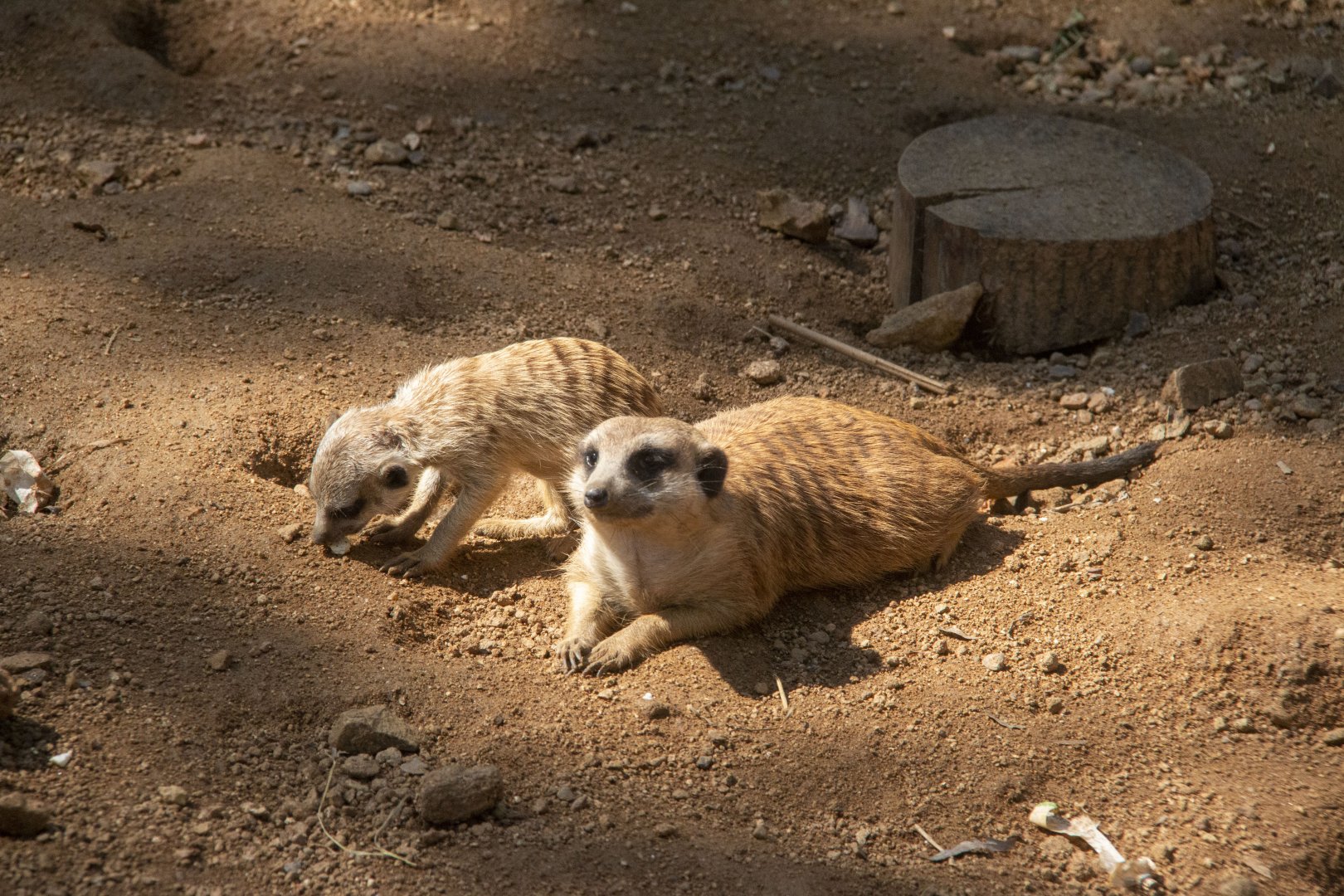 Meerkats