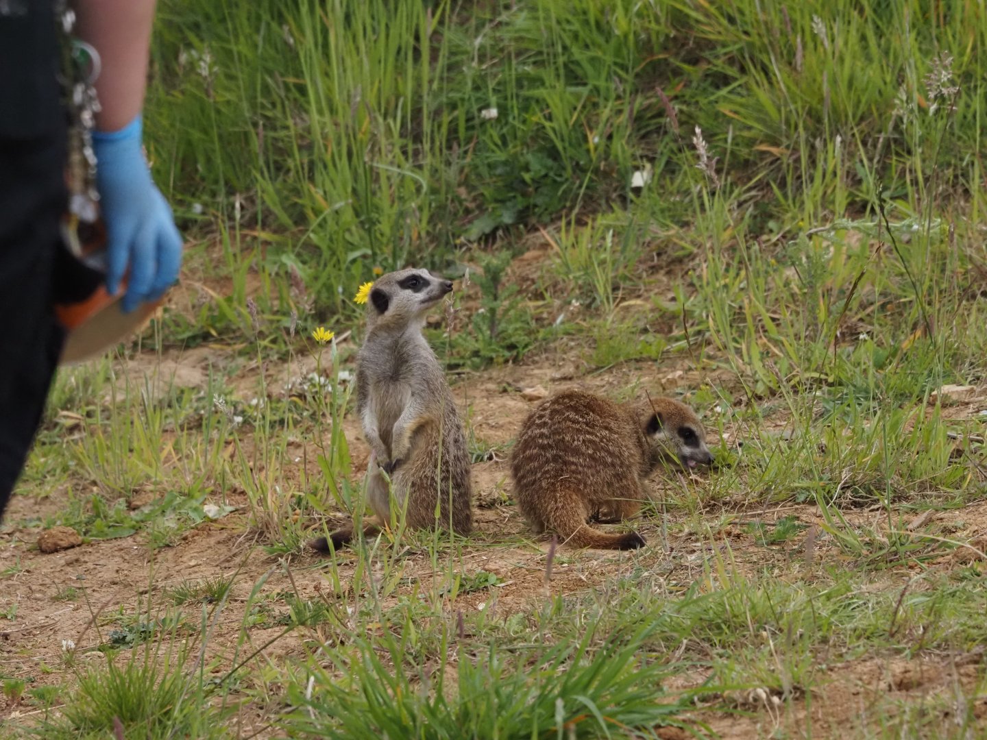 Meerkats