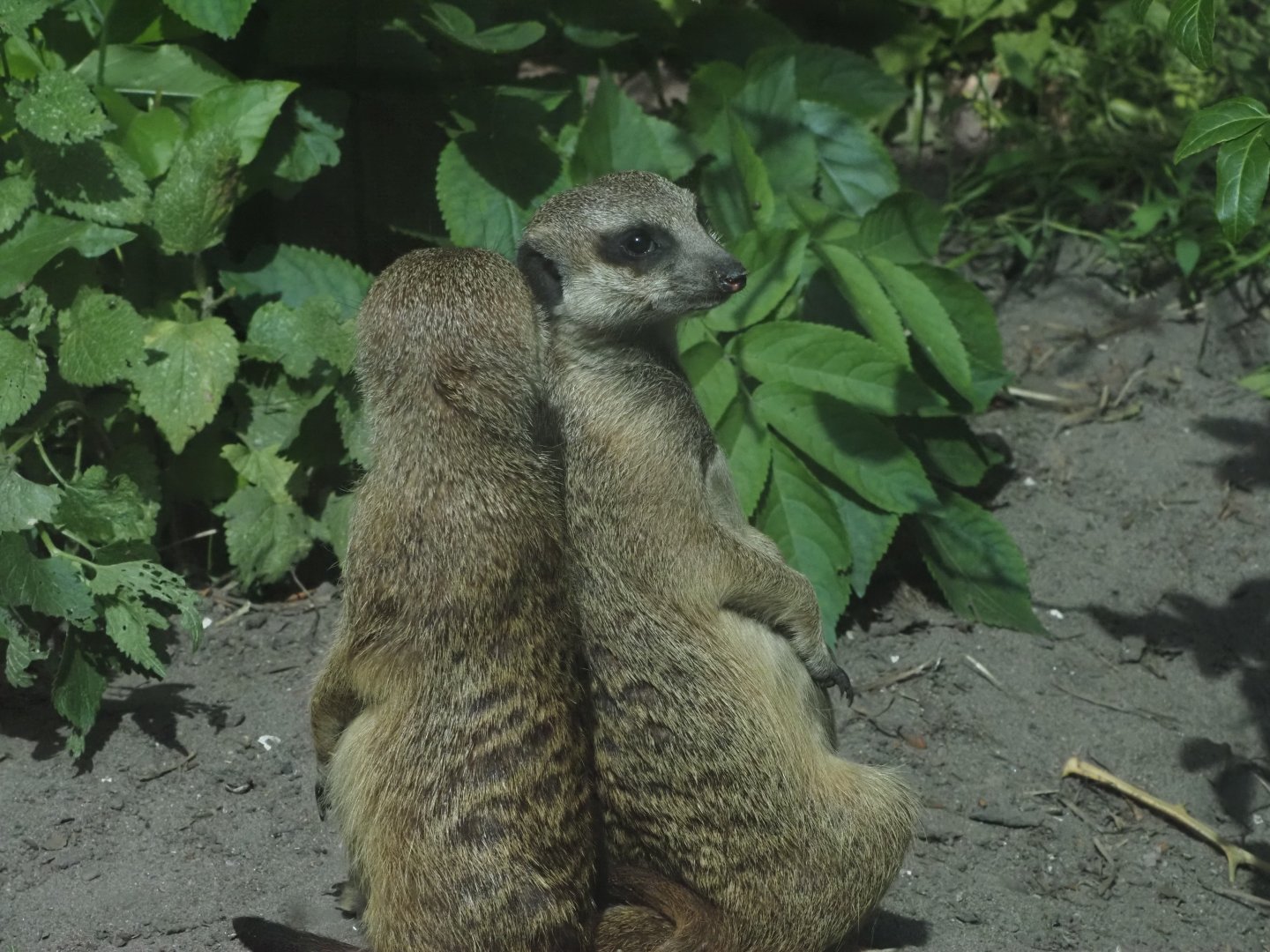 Meerkats