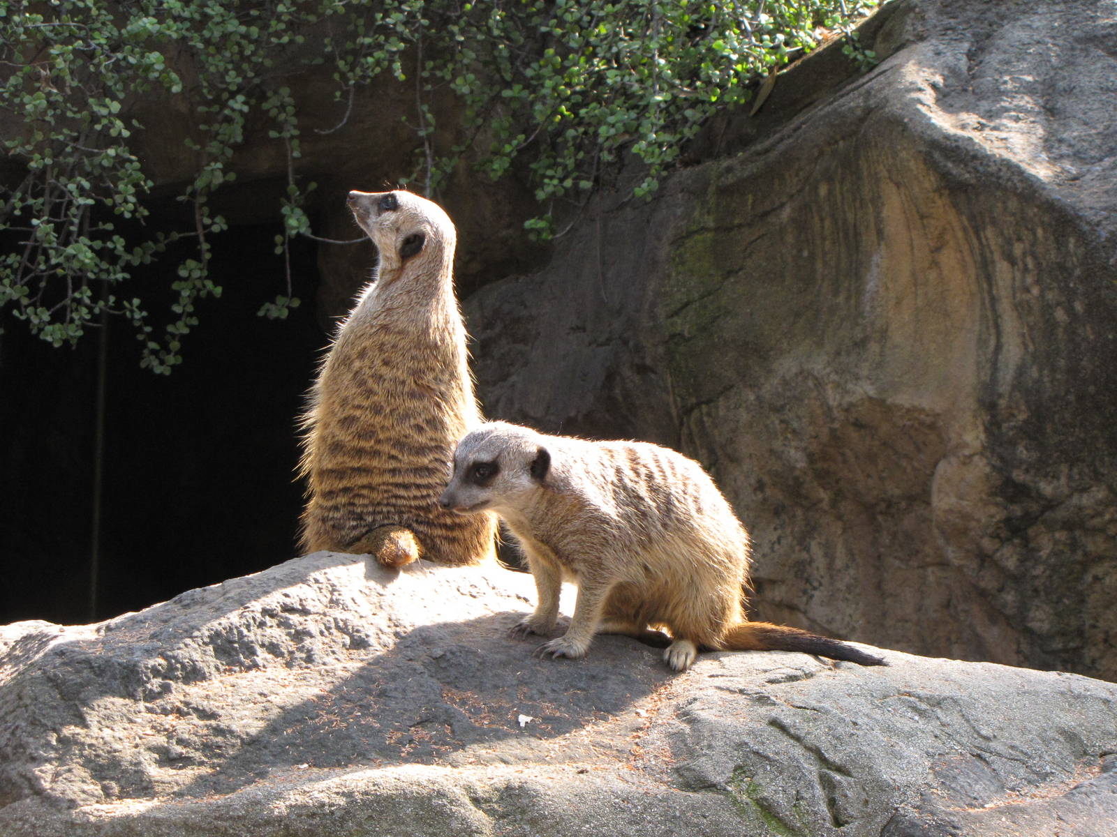 Meerkats
