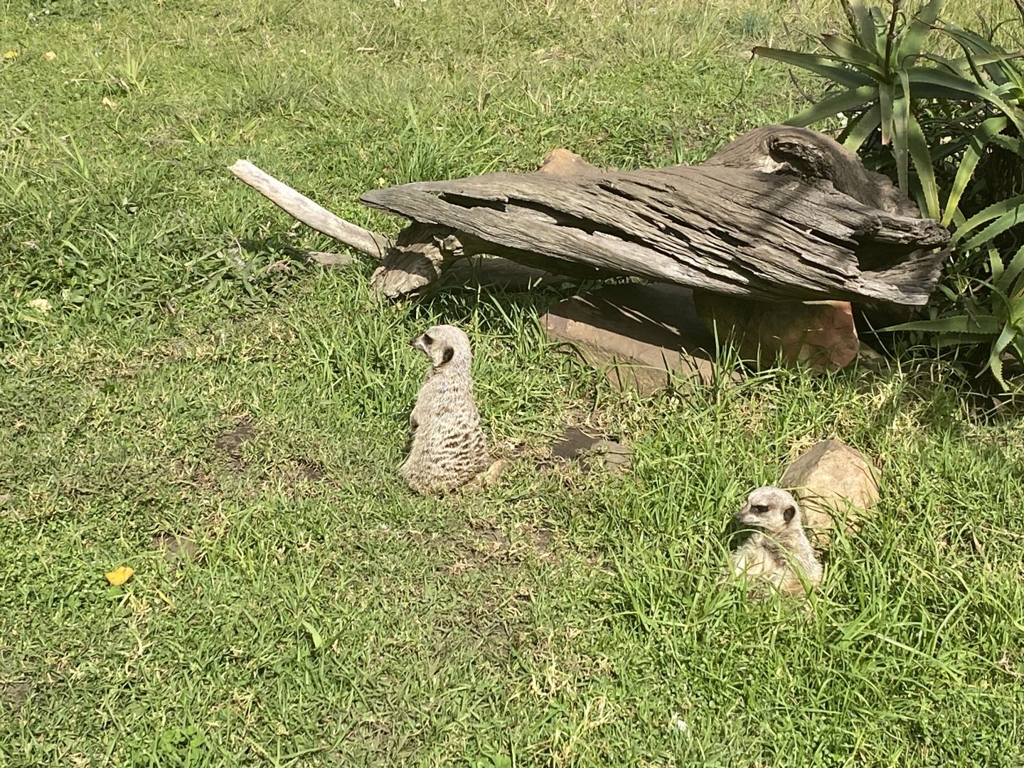 Meerkats