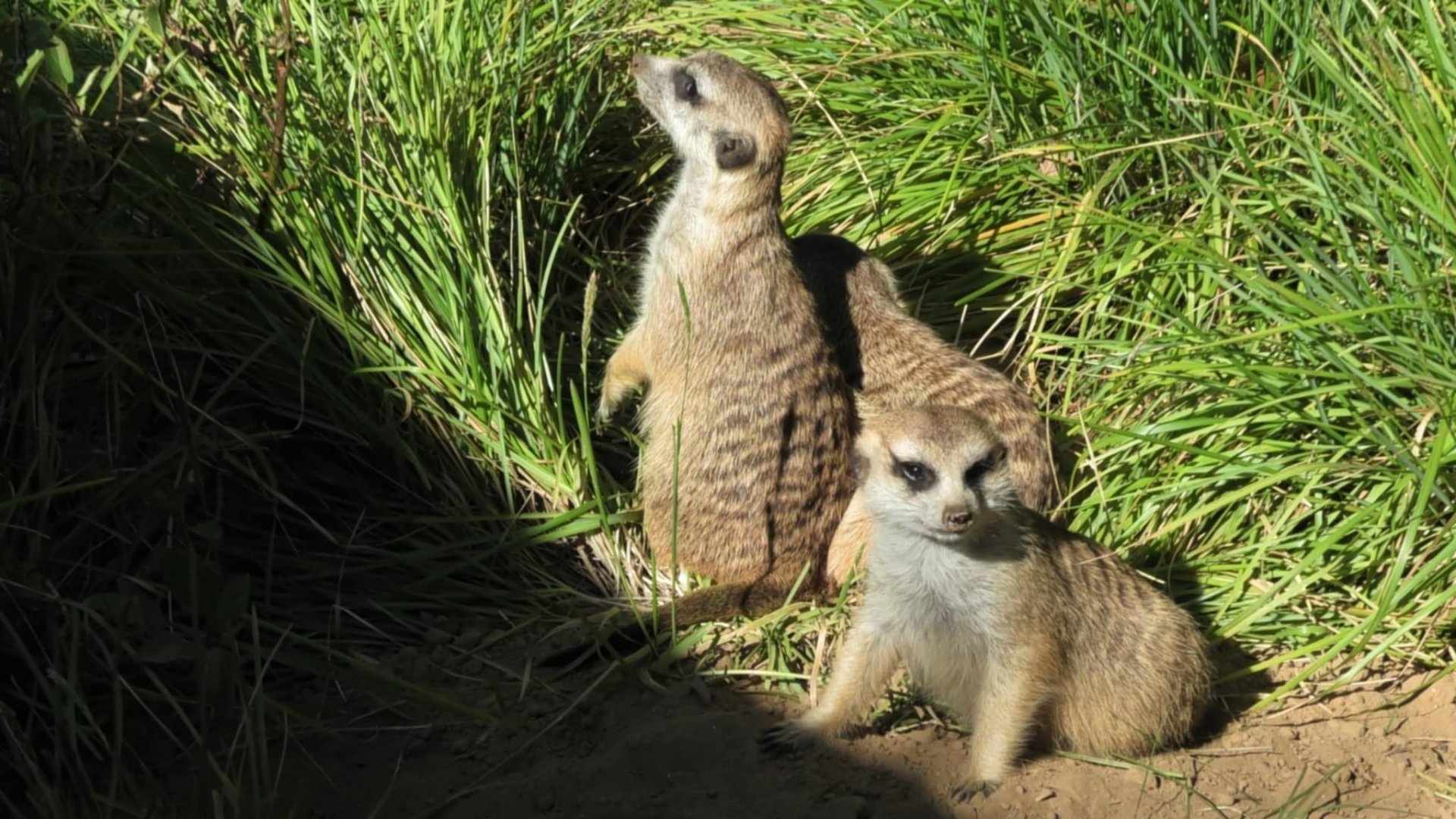 Meerkats