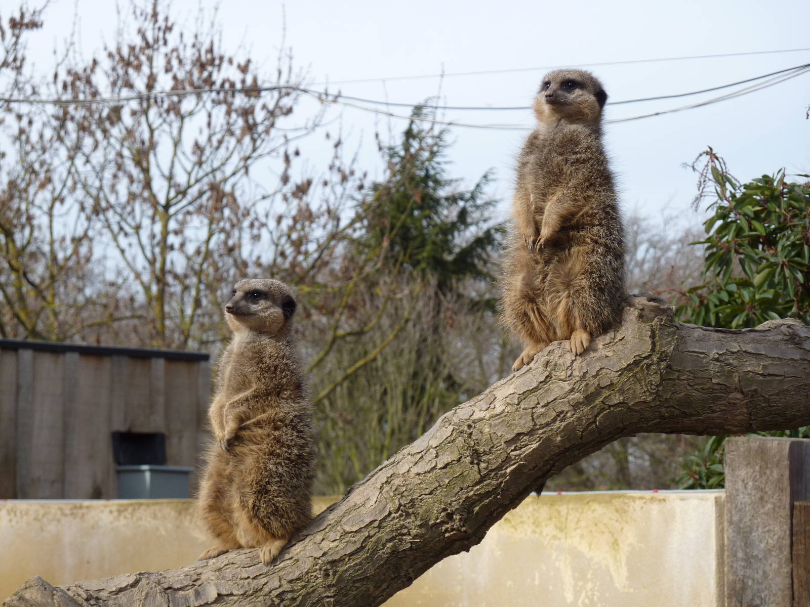 Meerkats