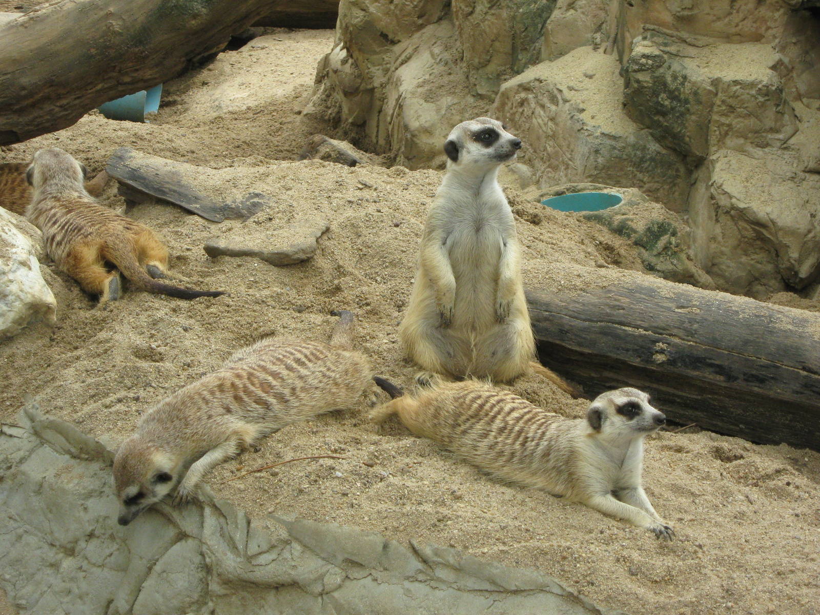 meerkats