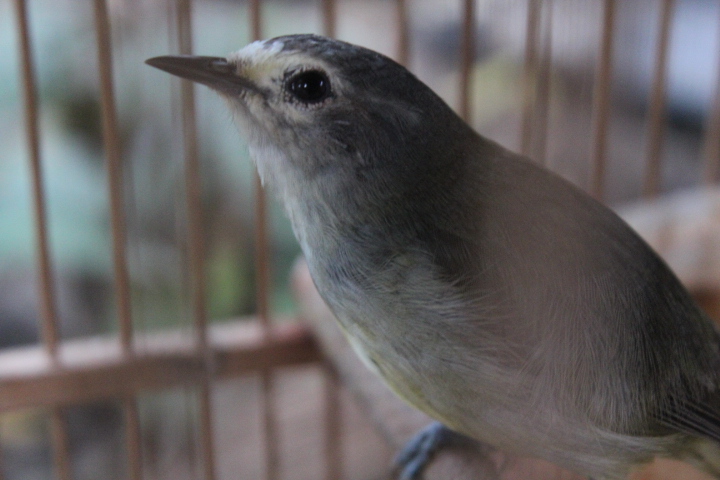 Mee's white-eye (Heleia javanica javanica)