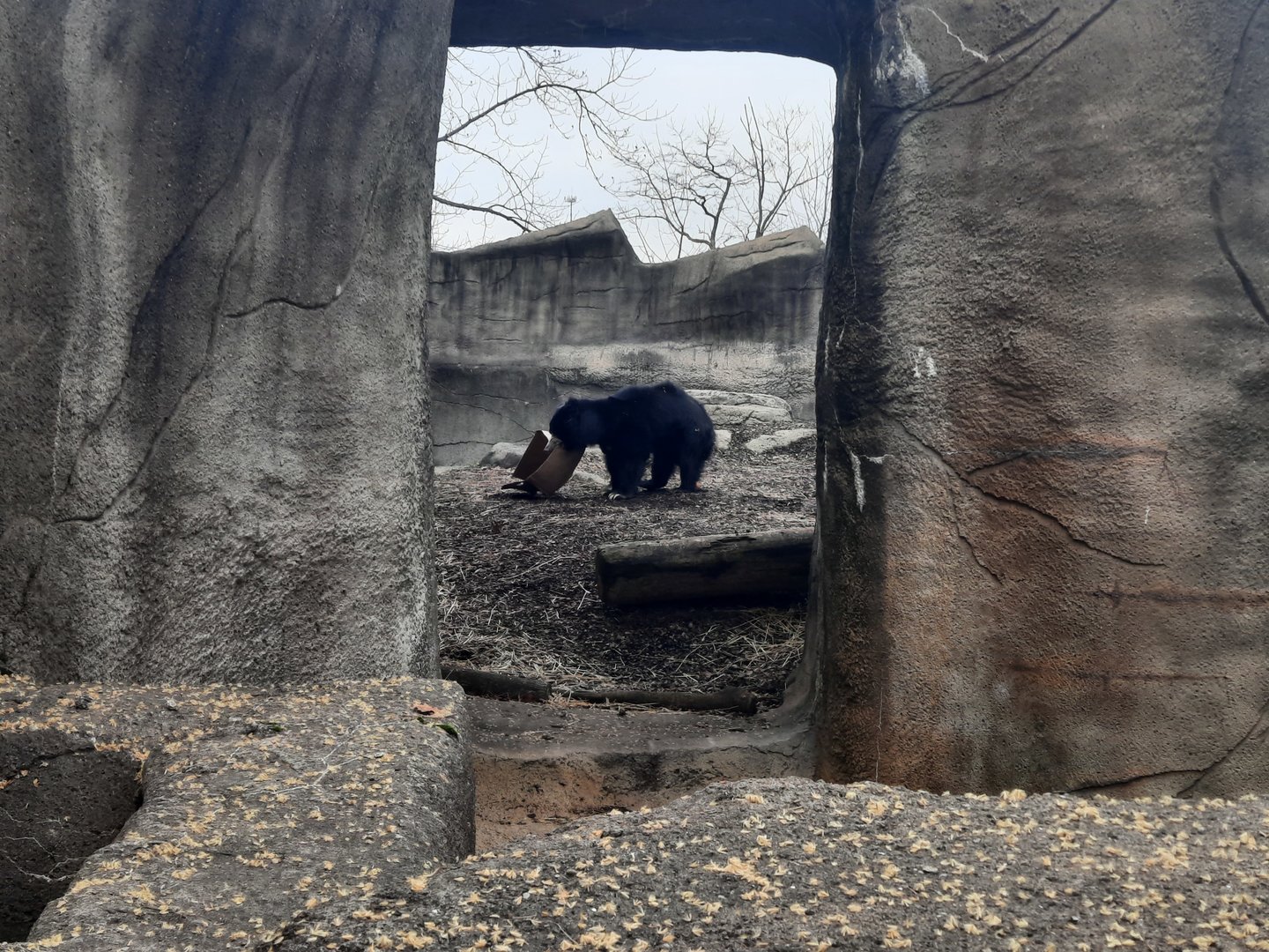 Meet Balwat, the world's greatest "Box"er