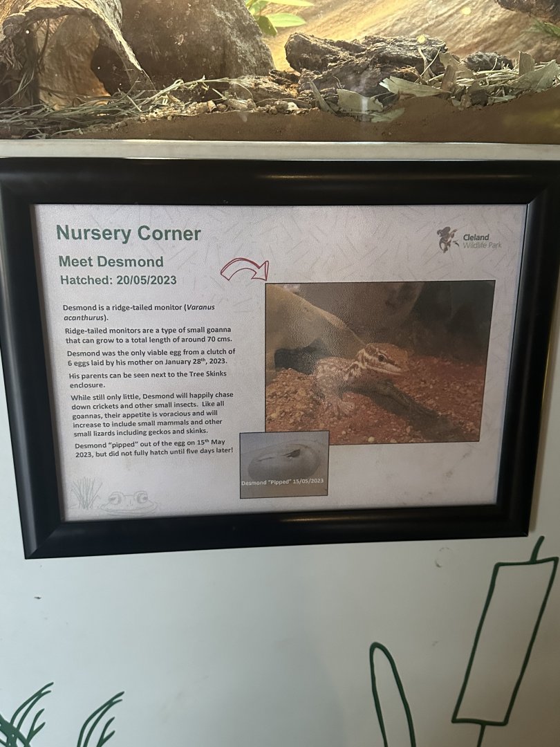 Meet Desmond the baby Ridge Tailed Monitor