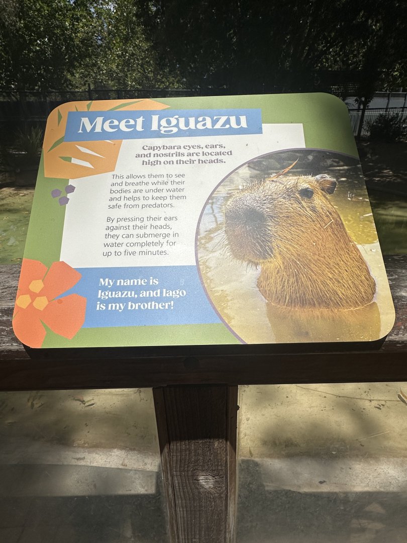 Meet Iguazu signage capybara