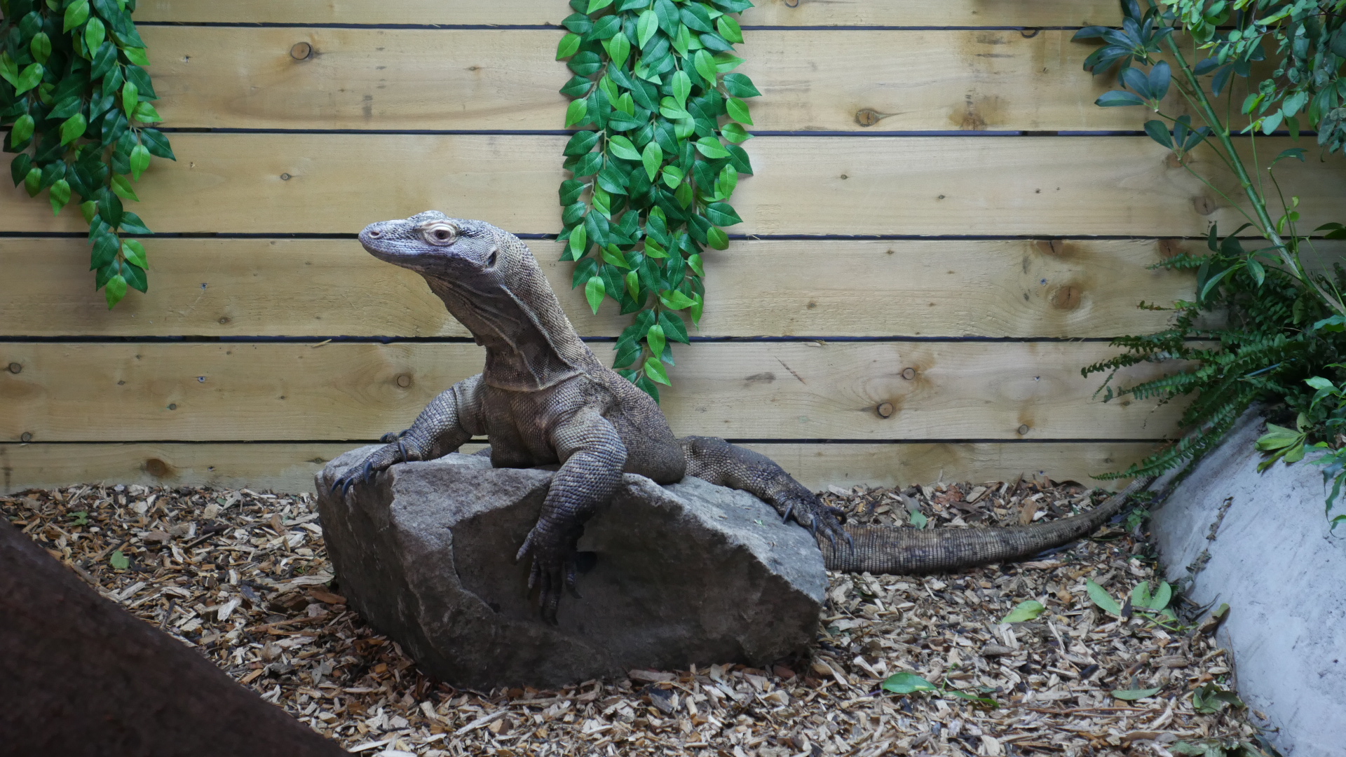 Meet Pete the Dragon!