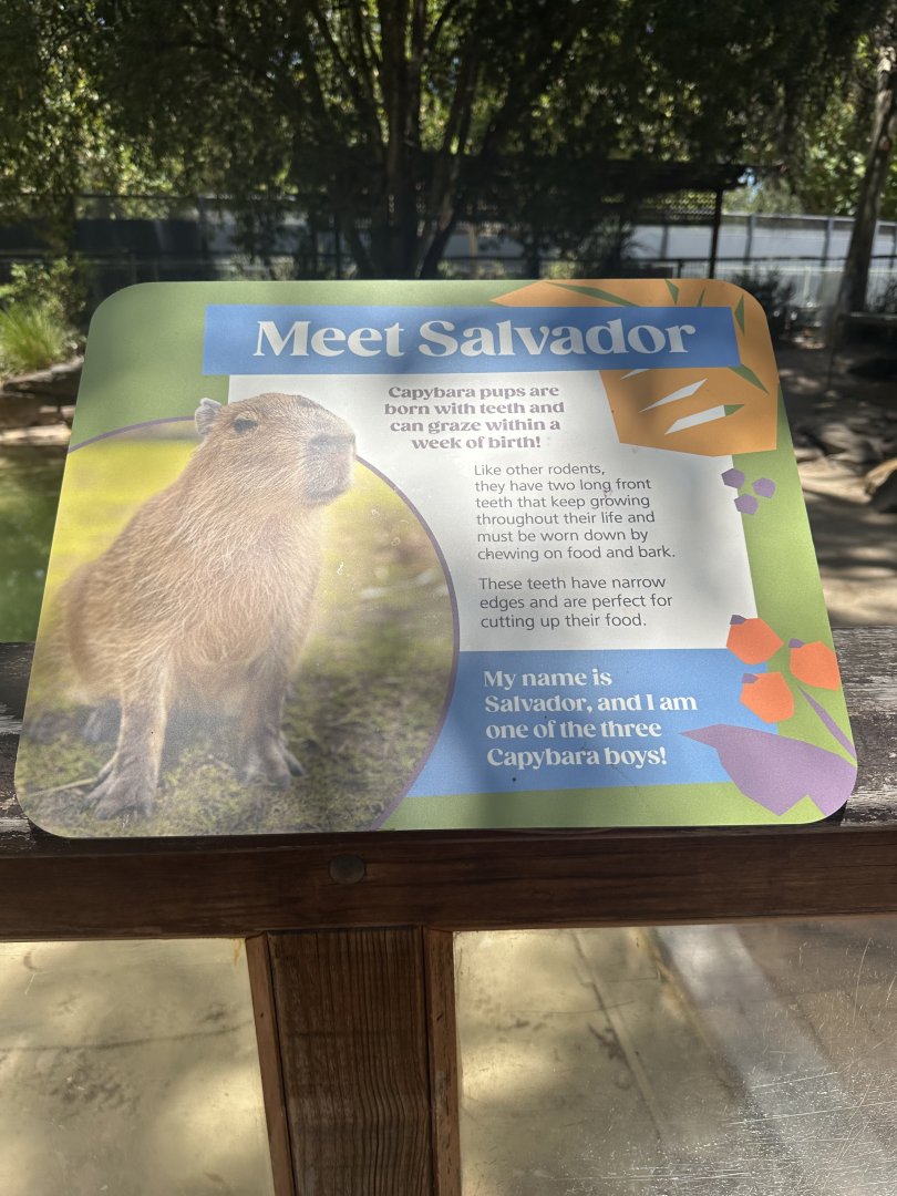 Meet Salvador signage Capybara