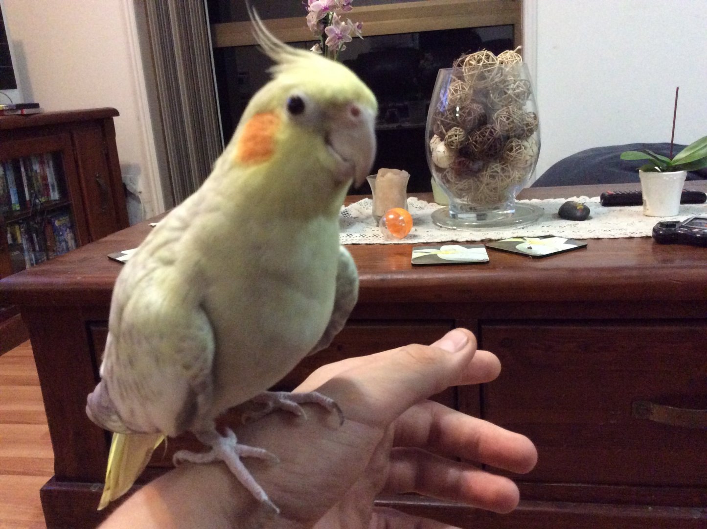 Meet Sparky the cockatiel