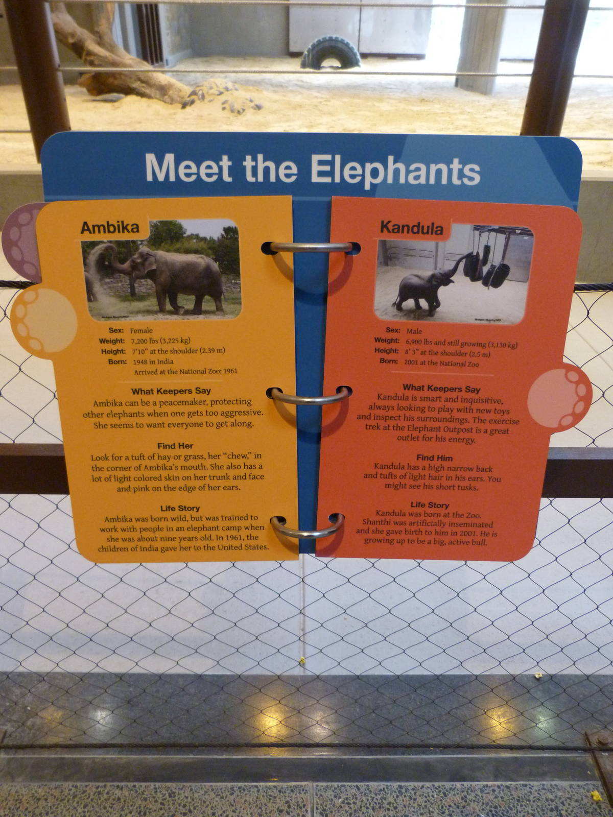 Meet the Elephants