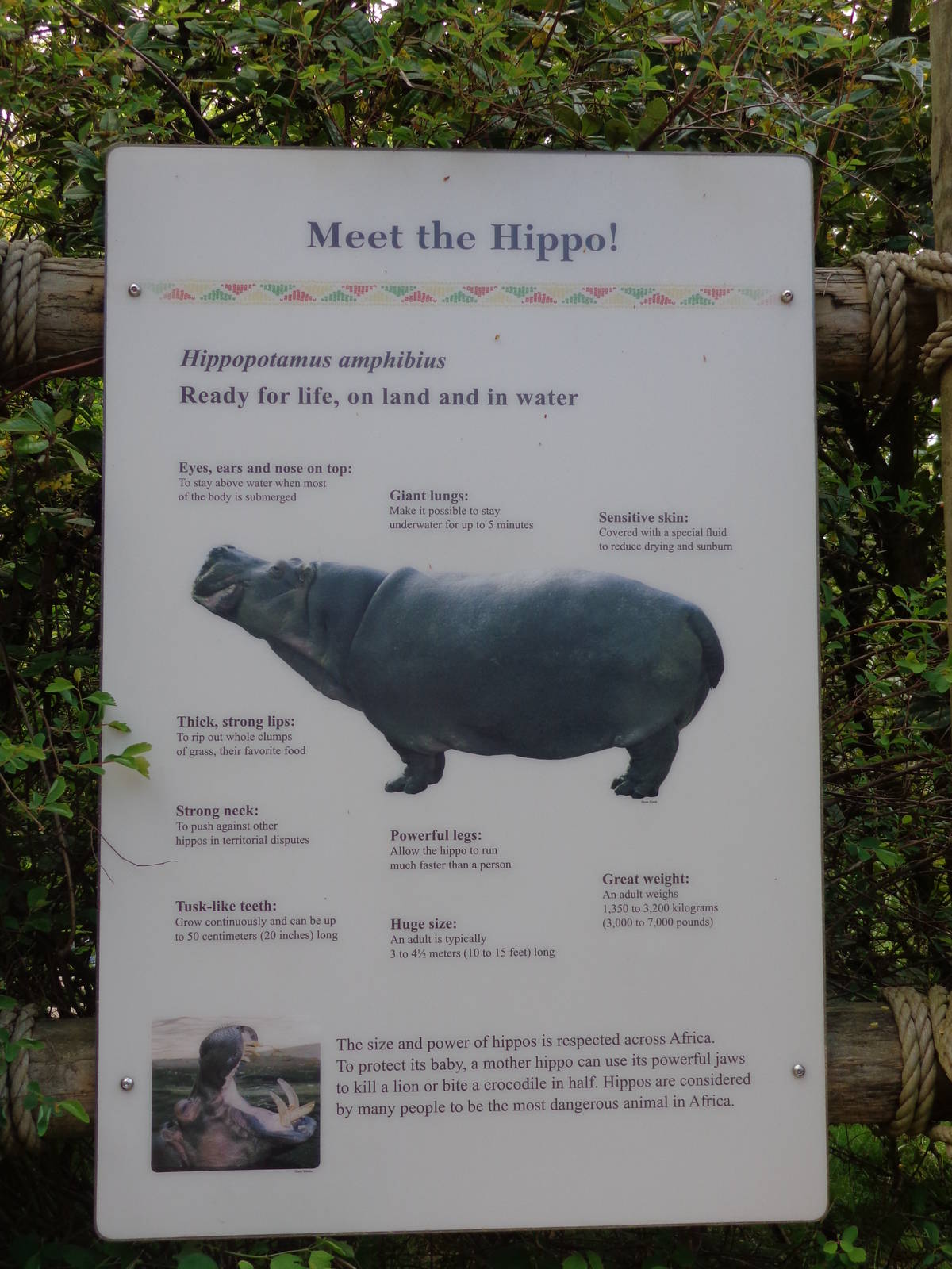 Meet the Hippo! Signage