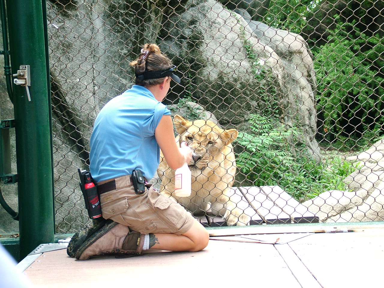 Meet the Keeper: African lion
