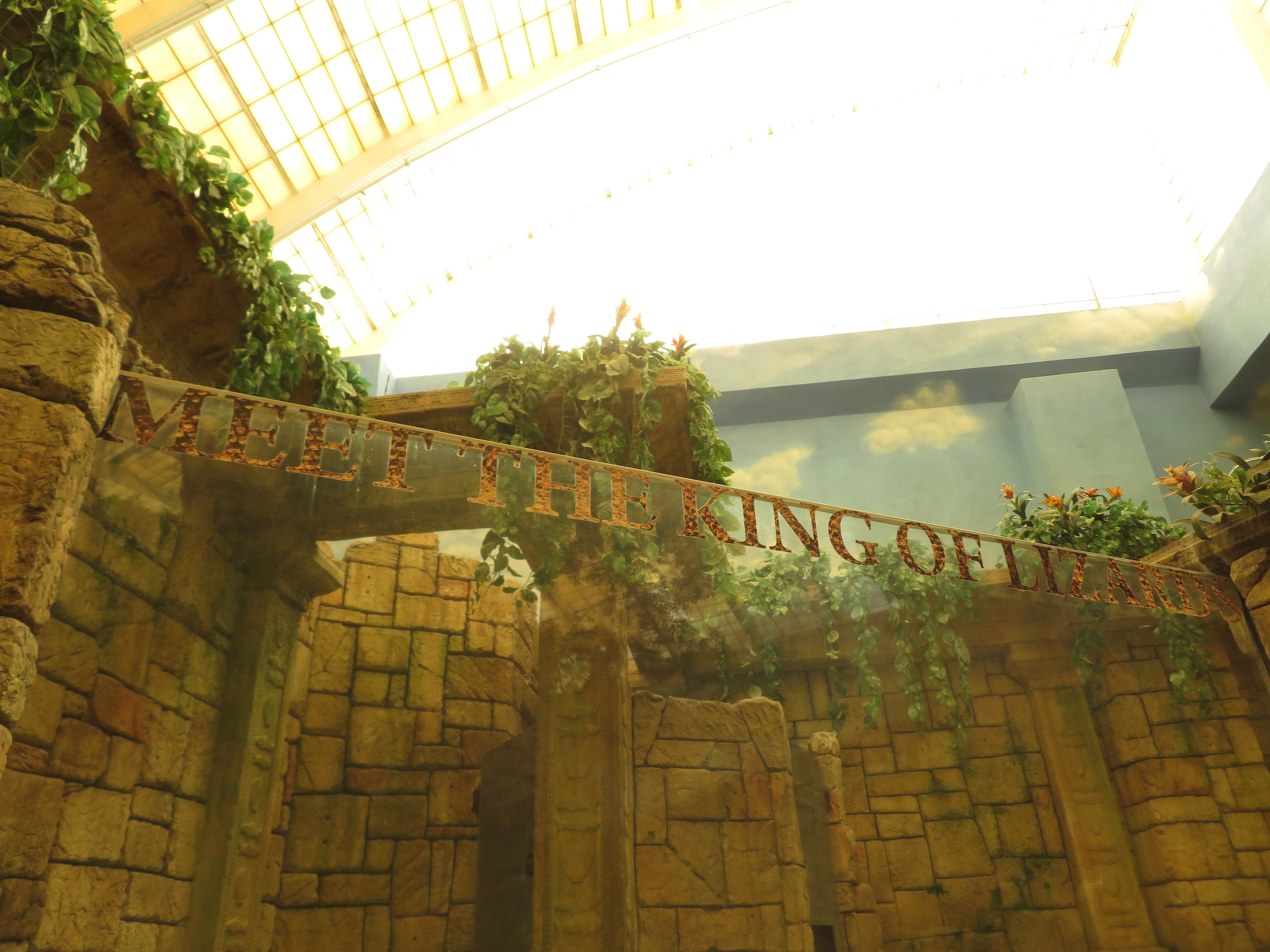 Meet the King of Lizards