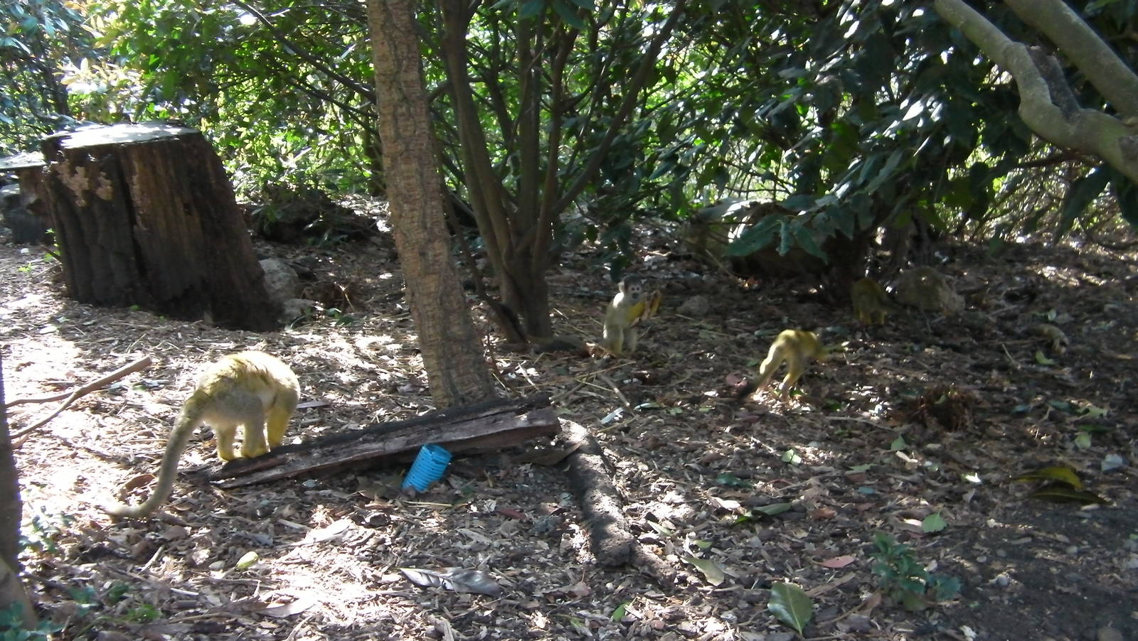 Meet the Monkeys Walkthrough - 24.03.2012