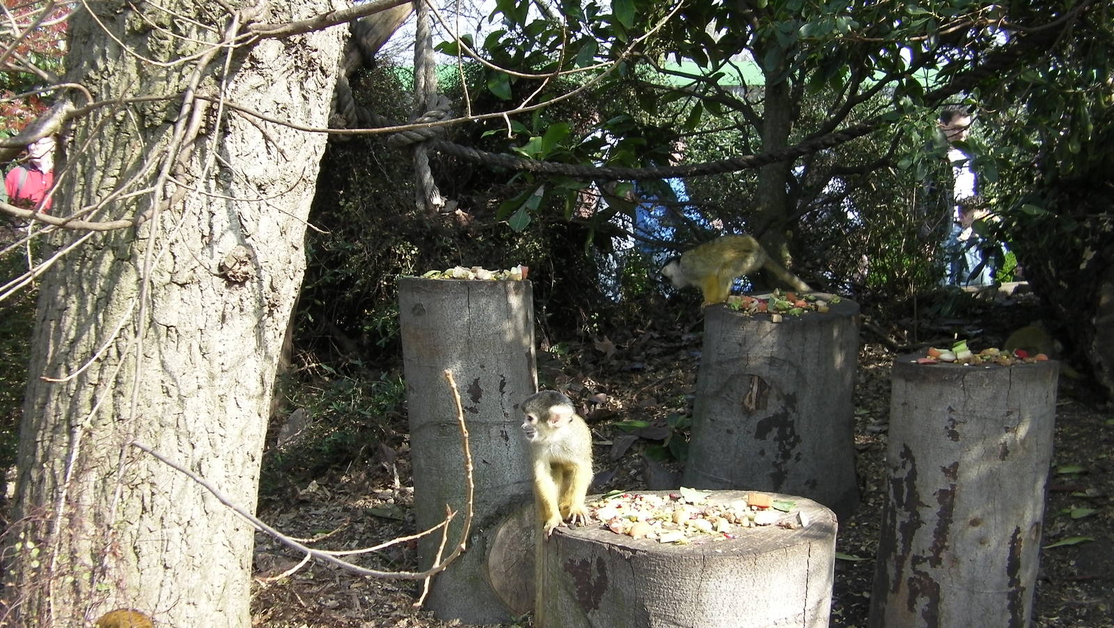 Meet the Monkeys Walkthrough - 24.03.2012