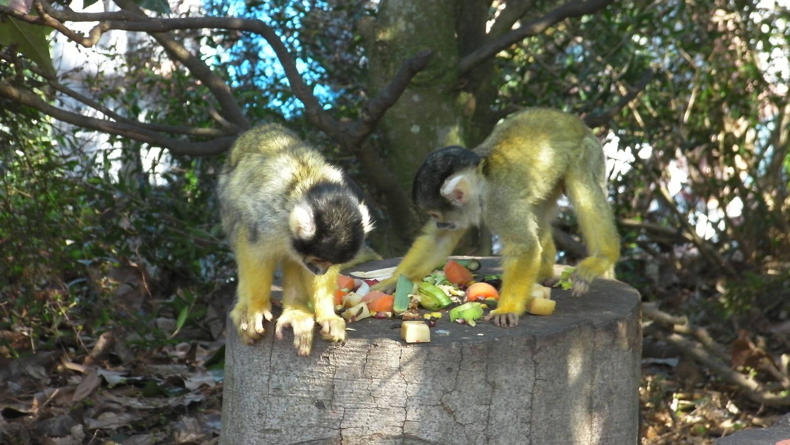 Meet the Monkeys Walkthrough - 24.03.2012