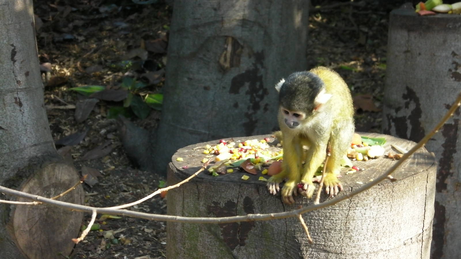 Meet the Monkeys Walkthrough - 24.03.2012