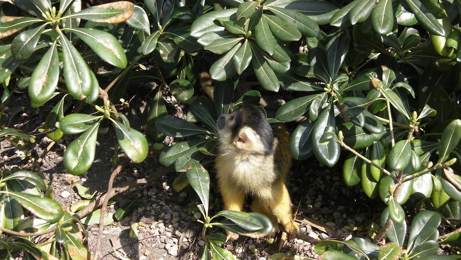 Meet the Monkeys Walkthrough - 24.03.2012