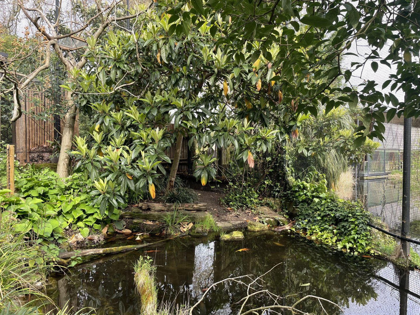 Meet the Neighbours Aviary, Gorilla Kingdom