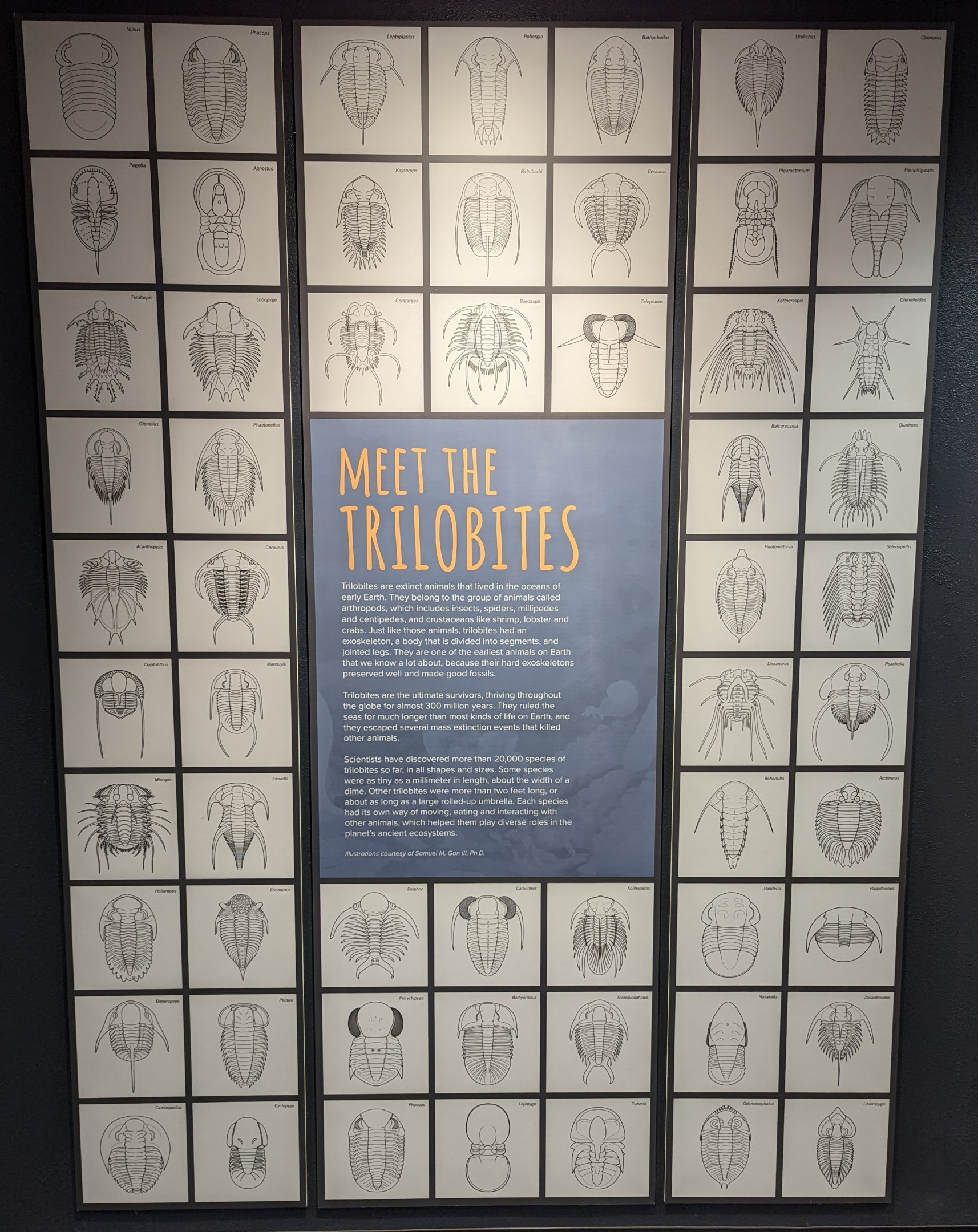 Meet the Trilobites Display