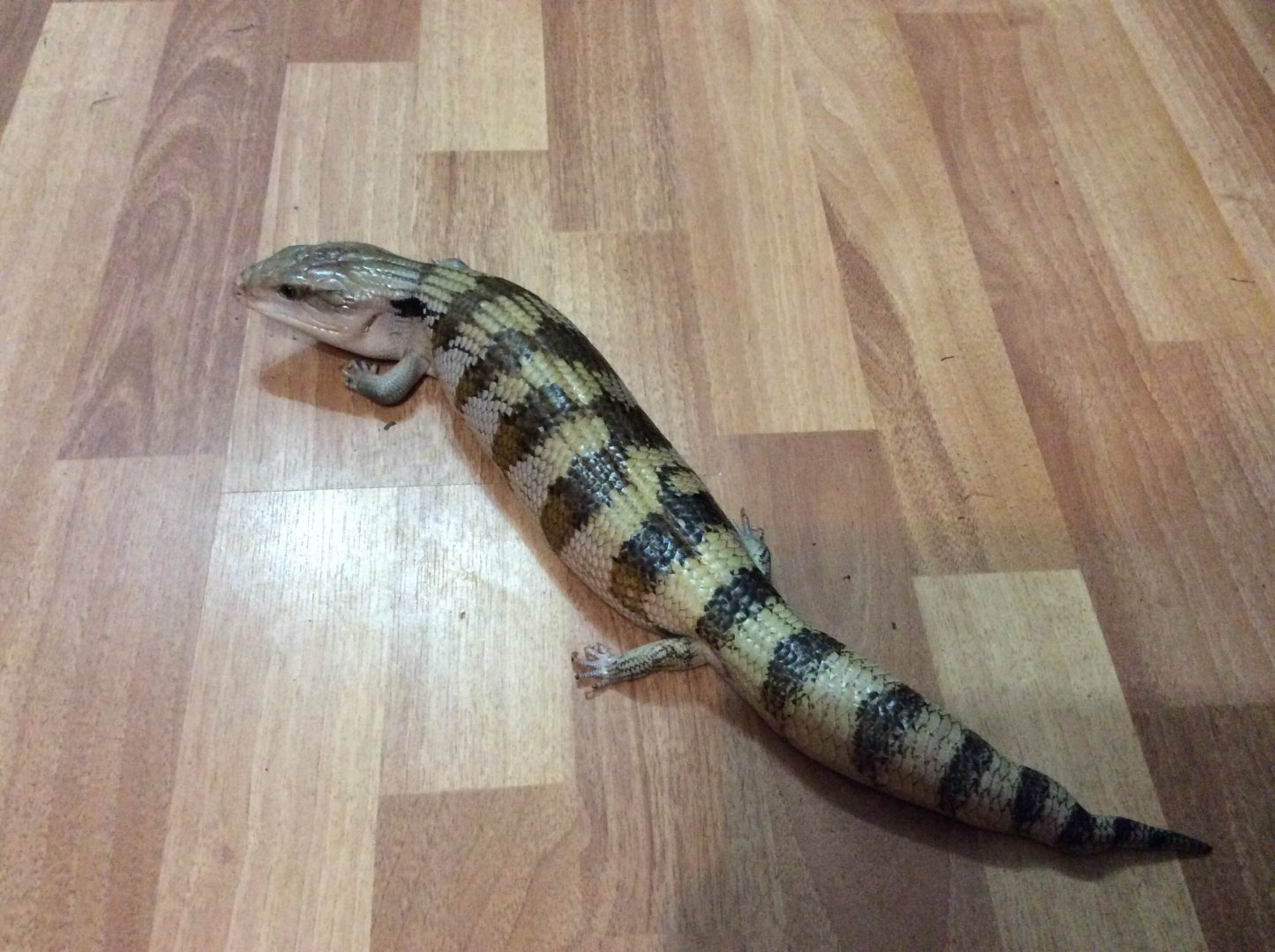 Meet Timmy aka Bluey