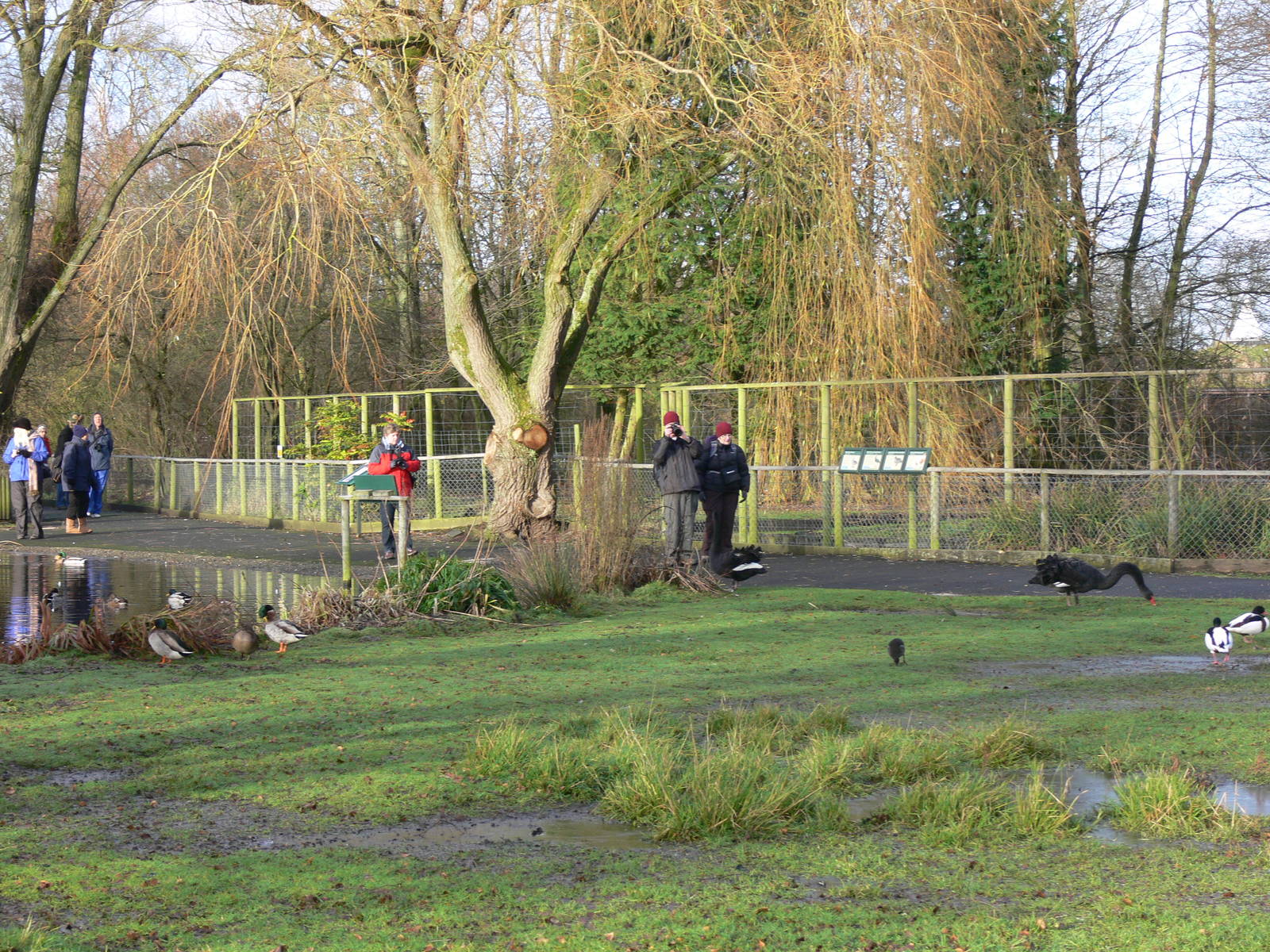 Meeting a Black Swan at Martin Mere WWT 08/12/12