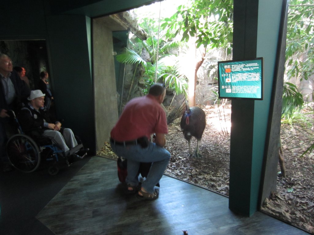 Meeting a Cassowary