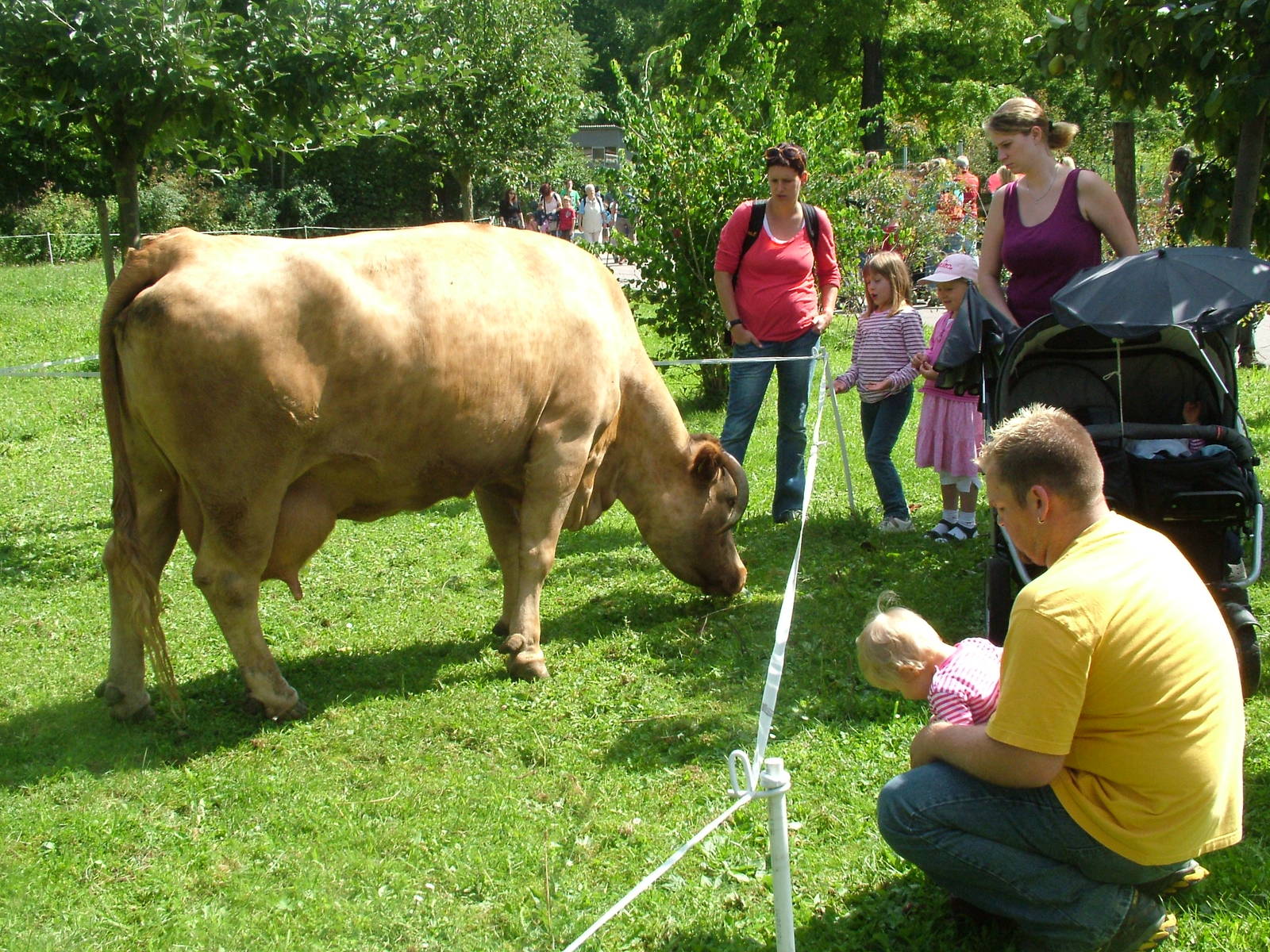 Meeting a Cow at Wilhelma, Stuttgart 02/09/10