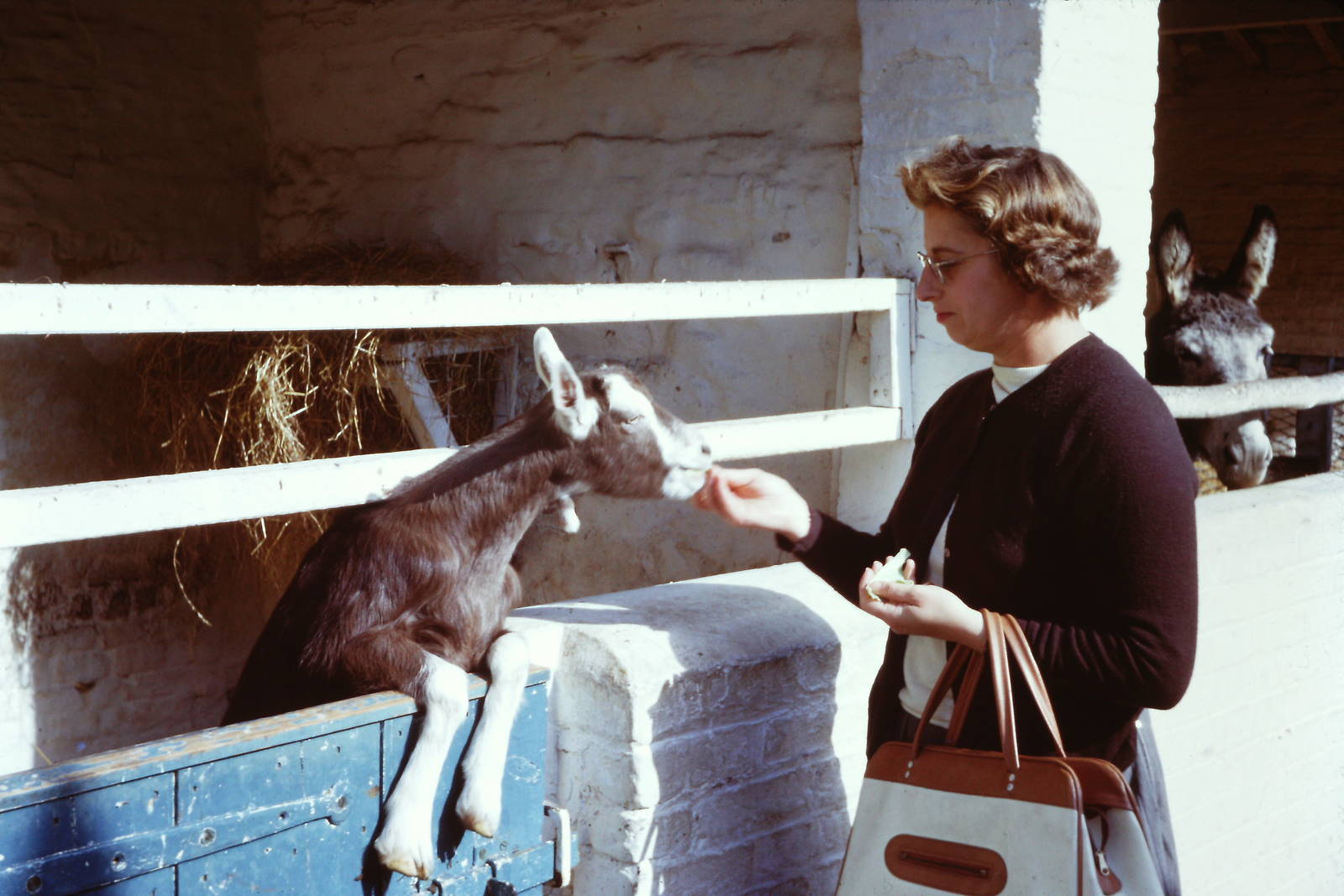 Meeting a goat, 1964