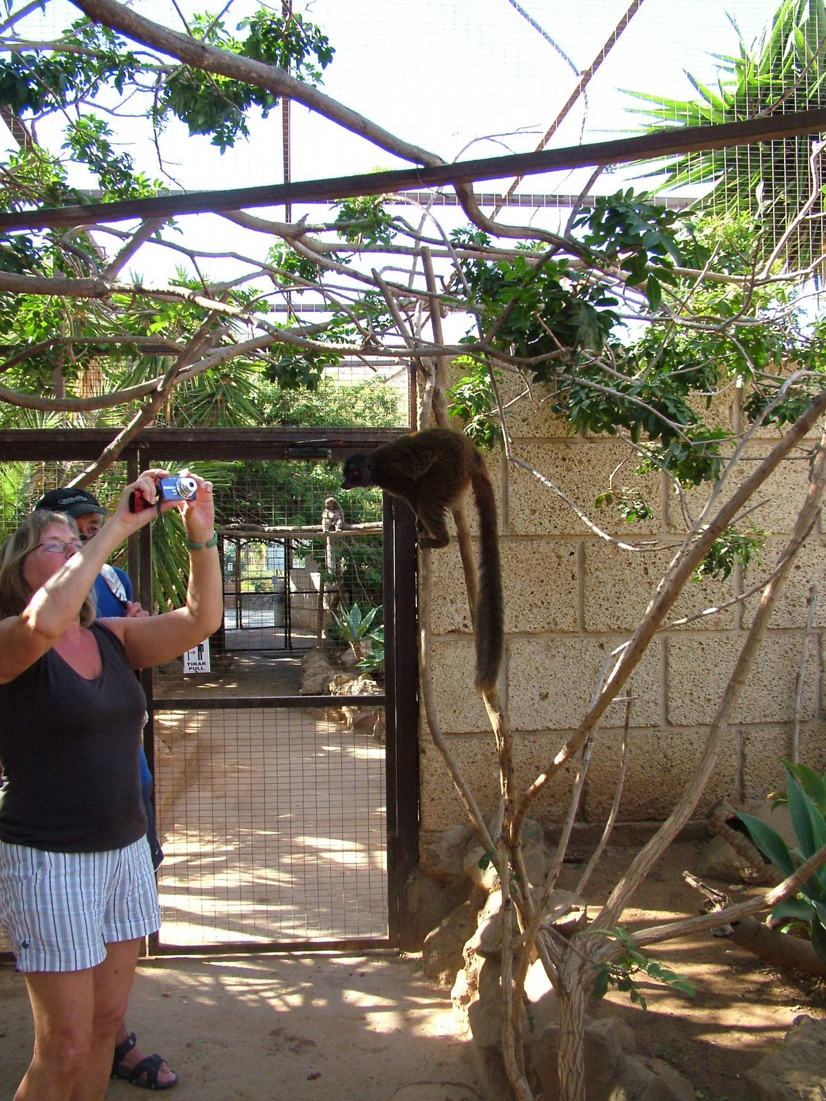 Meeting a Lemur at Monkey Park, 09/11/10