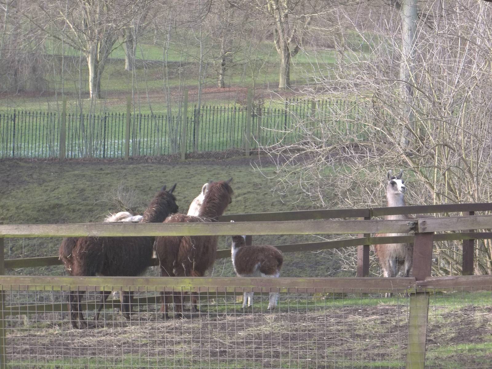 Meeting of Camelids, 6th February 2015