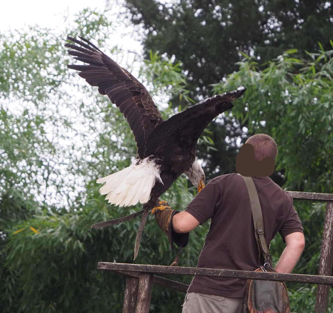 Meeting The Animals show - Bald eagle (Haliaeetus leucocephalus), 2022-09-15