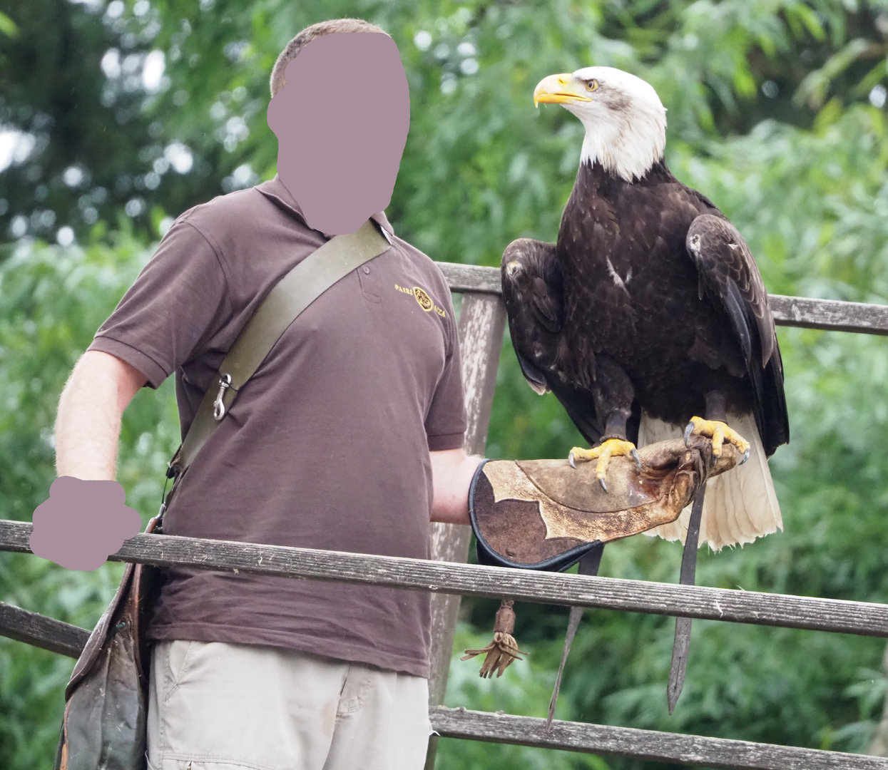Meeting The Animals show - Bald eagle (Haliaeetus leucocephalus), 2022-09-15