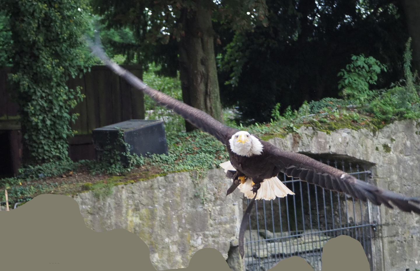 Meeting The Animals show - Bald eagle (Haliaeetus leucocephalus) in flight, 2022-09-15