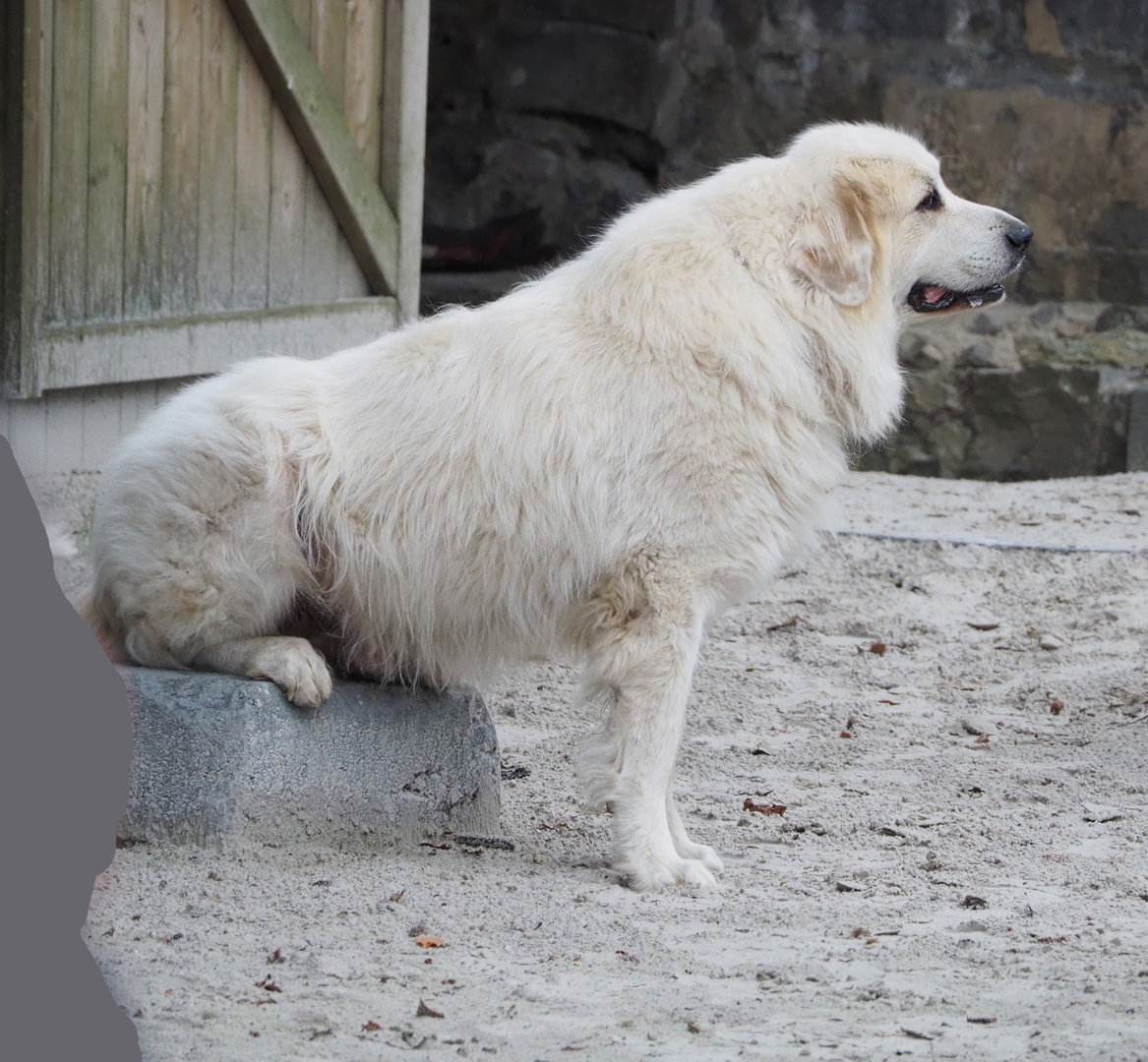 Meeting The Animals show - Big dog, possibly Pyrenean mountain dog, 2022-09-15