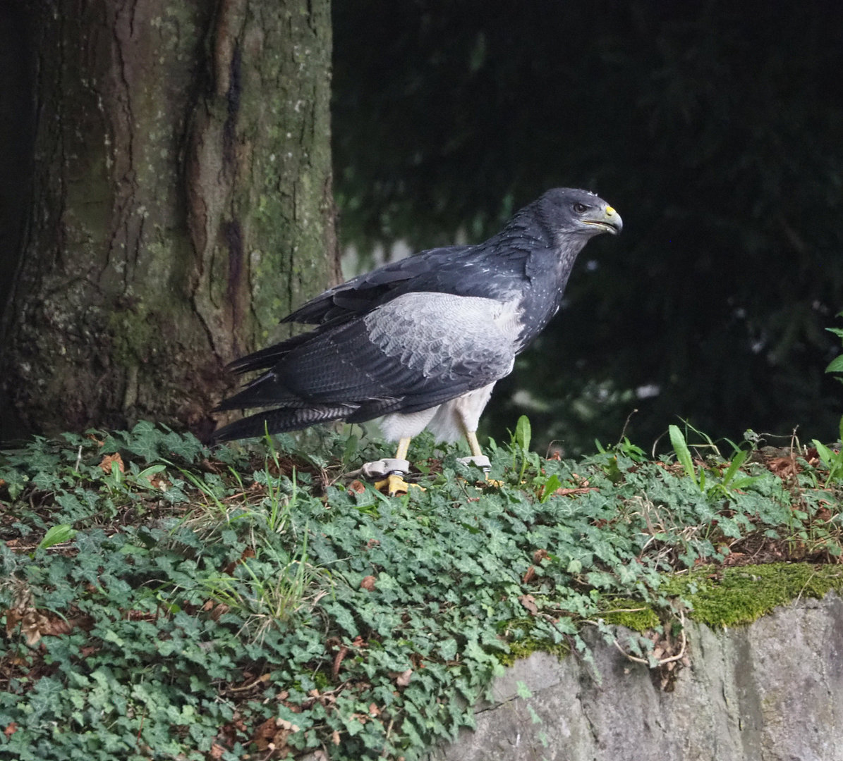Meeting The Animals show - Black-chested buzzard-eagle (Geranoaetus melanoleucus), 2022-09-15