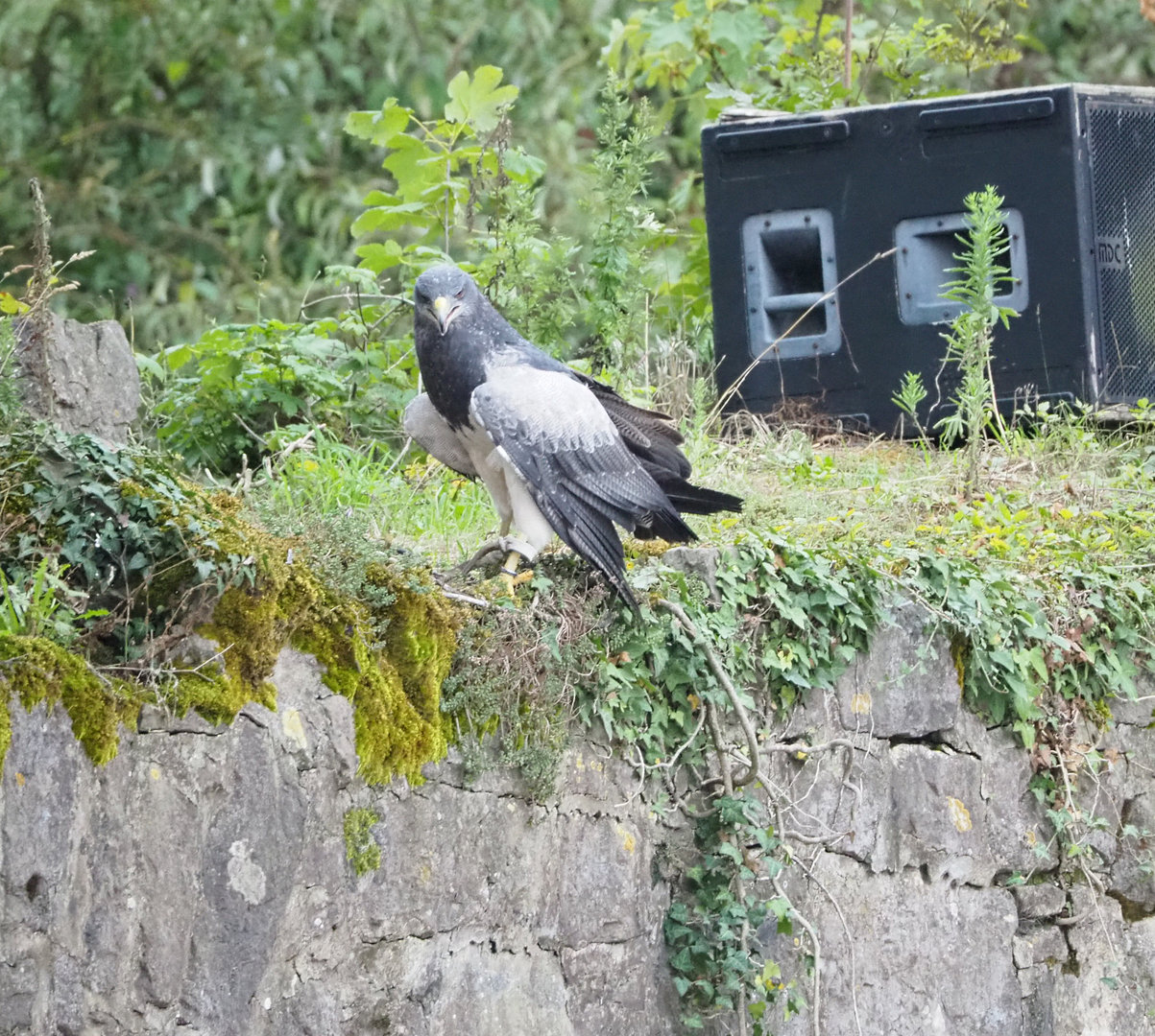 Meeting The Animals show - Black-chested buzzard-eagle (Geranoaetus melanoleucus), 2022-09-15