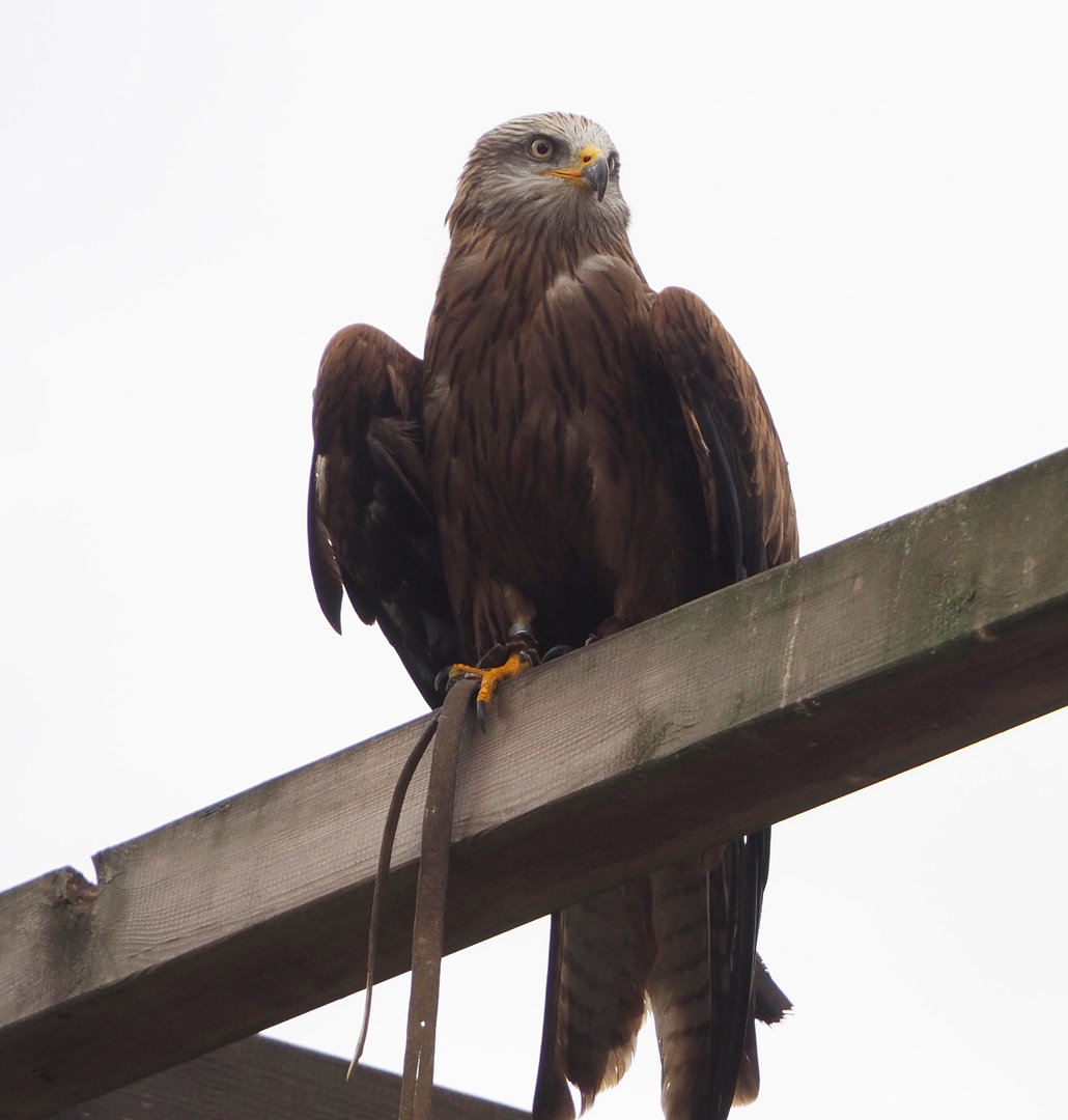 Meeting The Animals show - Common black kite (Milvus migrans migrans), 2022-09-15